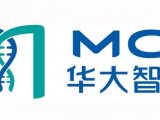 华大智造